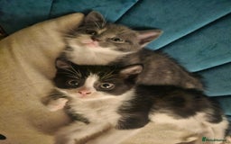 British Shorthair cats for sale: Beautiful British Short haired mixed kittens  - Image 8