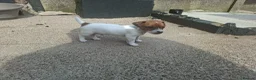 Jack Russell dogs for sale: Jack Russell pups for sale  in Bury - Advert 4