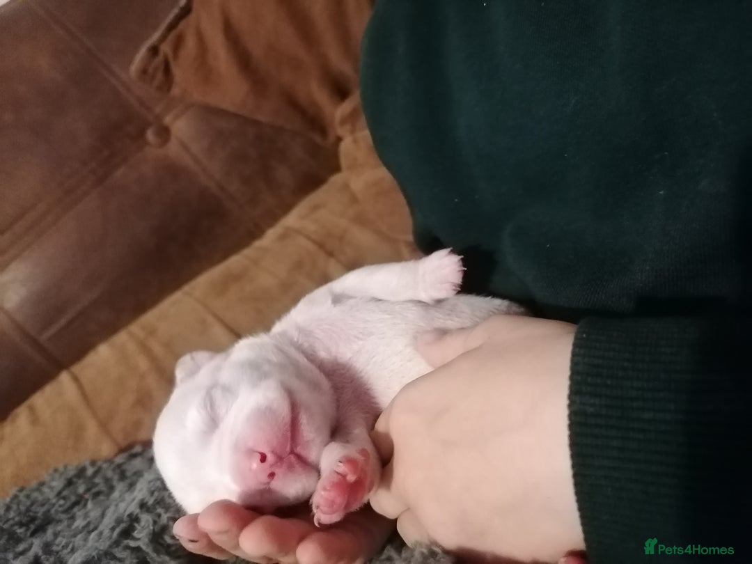 Mixed Breed dogs for sale: Bulldog x Mini Dachund - Image 13