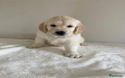 Golden Retriever dogs for sale: Fluffy Cream & Gold Golden Retriever Puppies - Image 33
