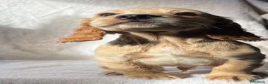 Cocker Spaniel 1