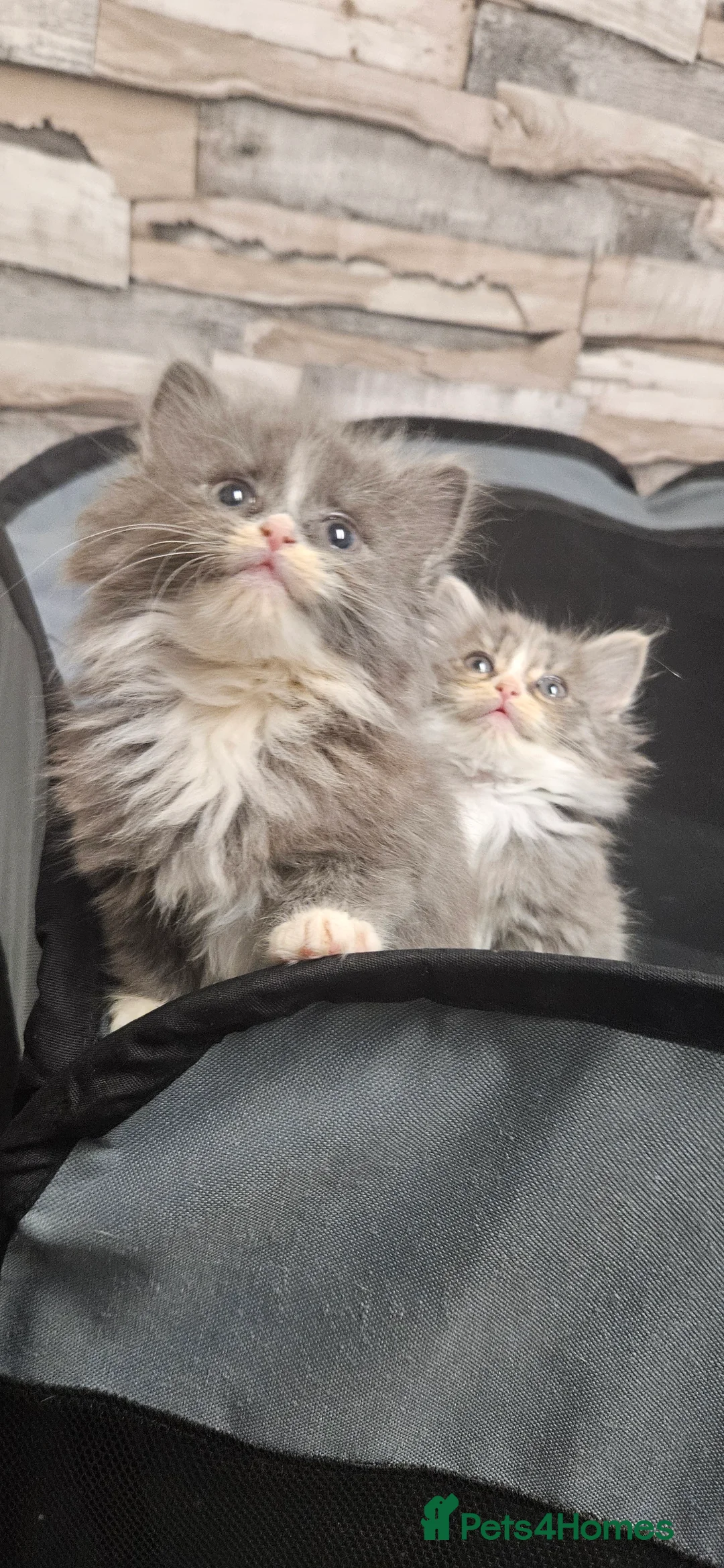 Mixed Breed cats for sale: Munchkin Kittens ready for their forever home - Advert 20