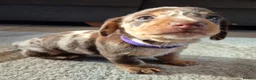 Miniature Dachshund dogs for sale: 4 x Beautiful miniature dachshunds  in Faringdon - Advert 18