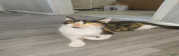 Mixed Breed cats for sale: Beautiful Mix Breed Calico Cat - Advert 3