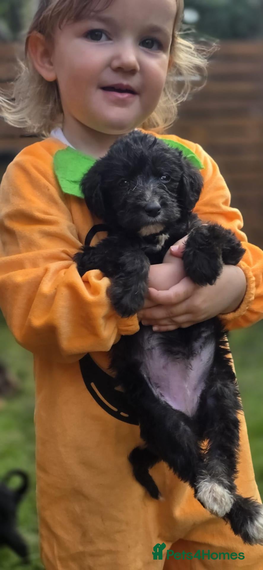 Mixed Breed dogs 4 GIRLS LEFT. Labradoodle x - Advert 1