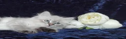 Siberian cats for sale: Siberian Kittens For Sale  - Advert 4