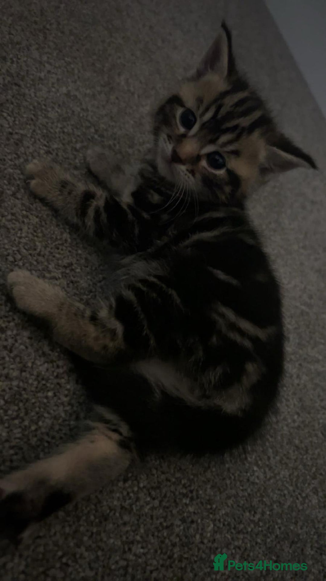 British Shorthair cats for sale: STUNNING AND LOVING BSH x DSH KITTENS - Image 7