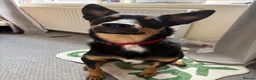 Mixed Breed dogs for sale: Kelpie x Border Collie 11 Month Old Puppy Rehome  - Advert 11
