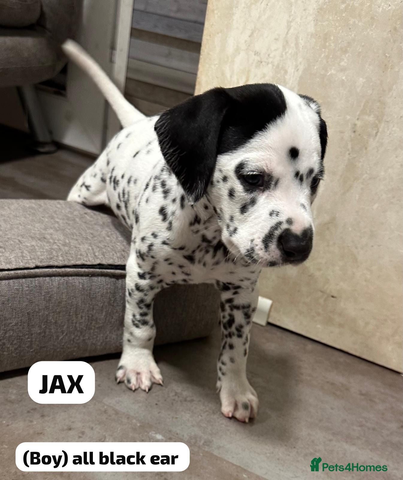 Dalmatian dogs KC Reg Dalmatian Puppies Black & Liver - Advert 14