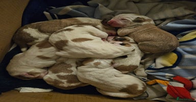 Central Asian Shepherd dogs - Advert 7