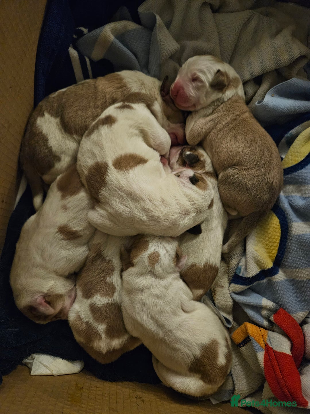 Central Asian Shepherd dogs for sale: Beuatiful central Asian shepherd puppies - Image 1