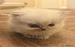 Persian cats for sale: Beautiful Persian Kittens - Image 1