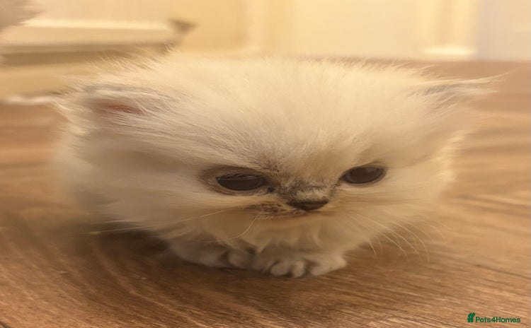 Persian cats - Advert 12