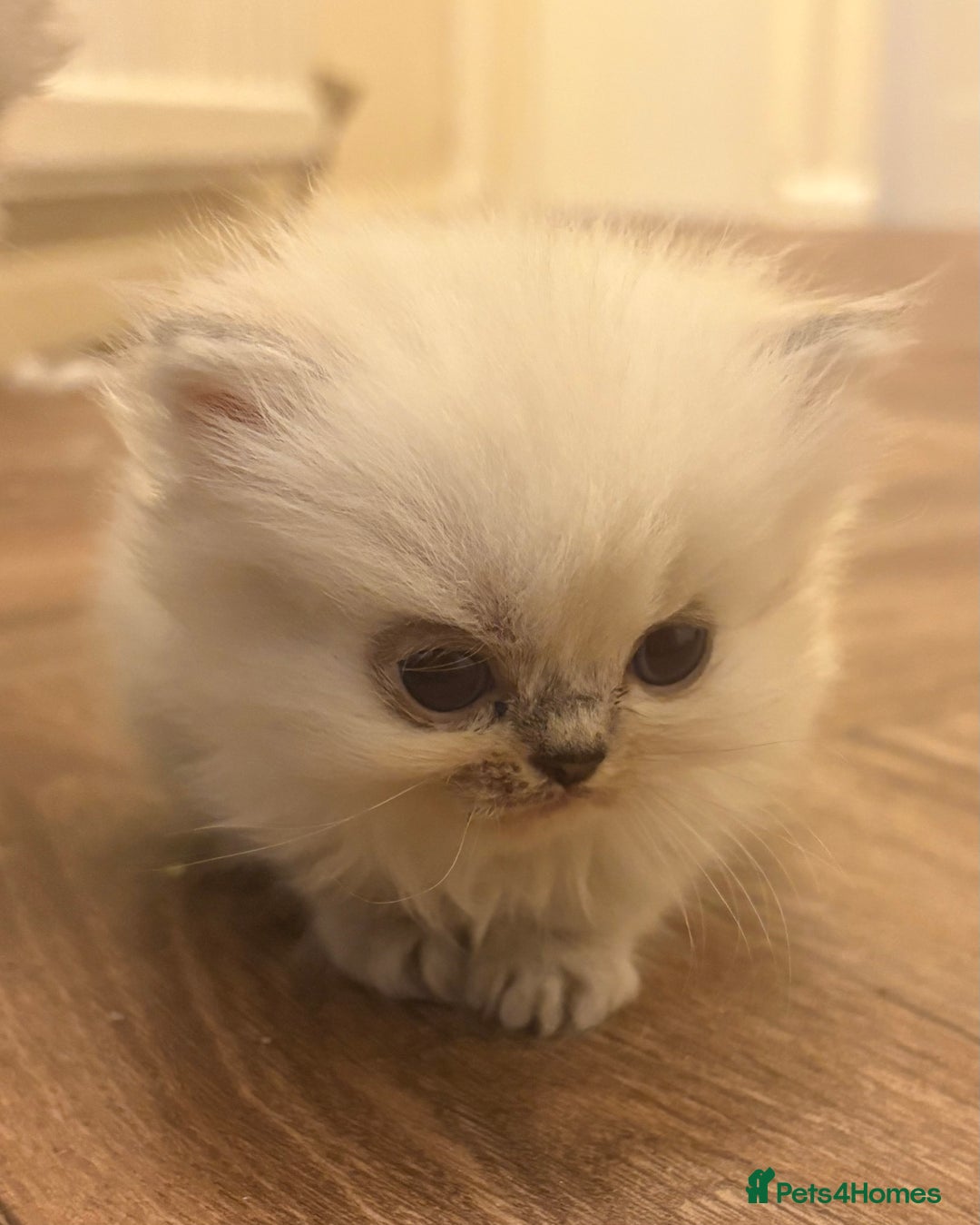 Persian cats for sale: Beautiful Persian Kittens - Image 1