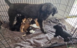 Cockapoo dogs for sale: Cockapoo Puppies  - Image 7