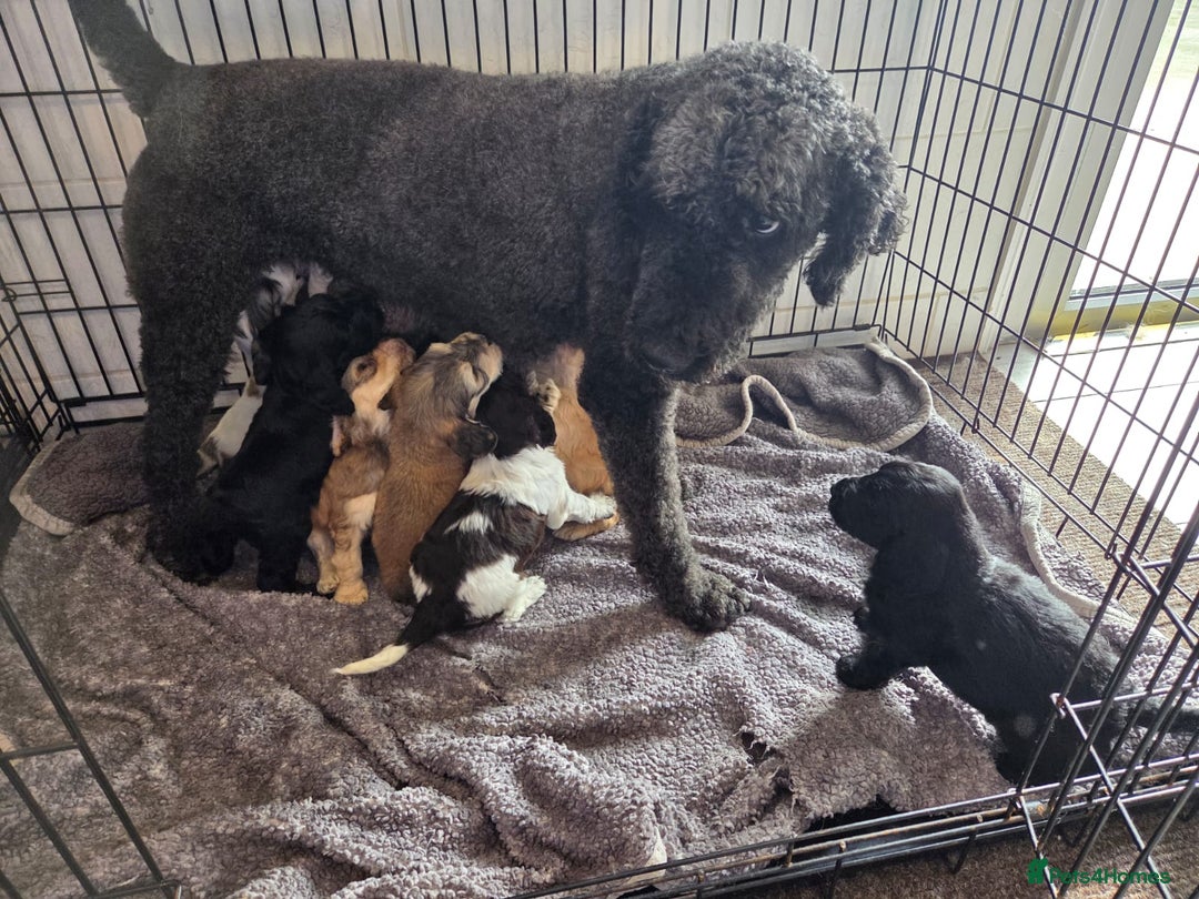 Cockapoo dogs for sale: Cockapoo Puppies  - Image 7