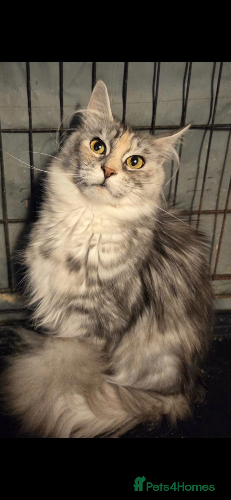 Maine Coon cats for sale: Beautiful 2 year old TICA reg girl for sale - Advert 10