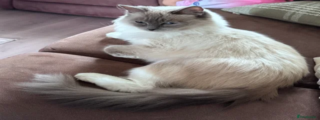 willow