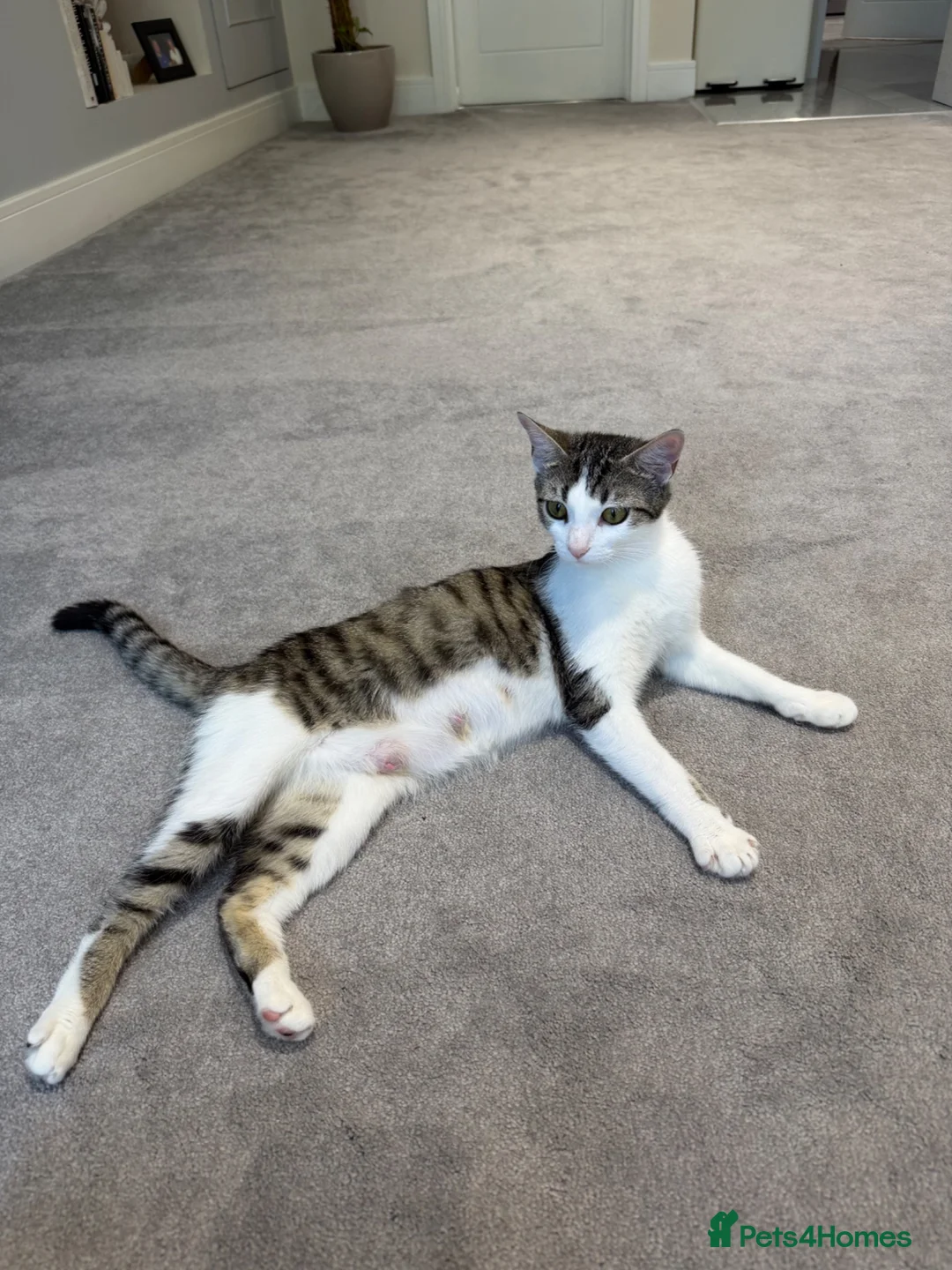 Mixed Breed cats for sale: MixedBreed Kittens Looking for Loving Homes - Advert 7
