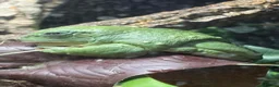Frog reptiles for sale: Mexican leaf frog in Leicester - Advert 4