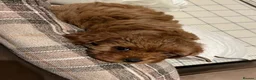 Toy Poodle dogs for stud: 🌹 RED TOY POODLE 9 INCH 2.8 KG HEALTH TESTED 🌹 - Advert 12