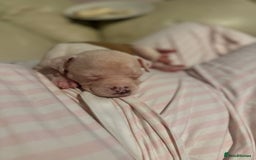 American Bulldog dogs for sale: Female American bulldog puppy - Image 4