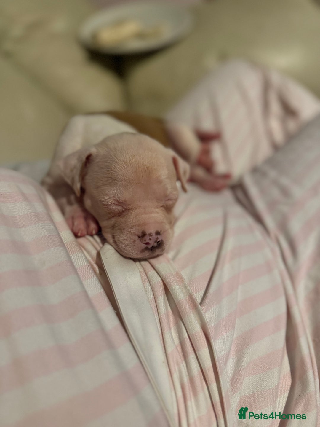 American Bulldog dogs for sale: Female American bulldog puppy - Image 4