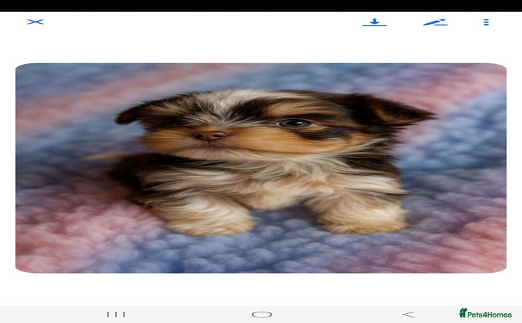 Biewer Terrier dogs - Advert 1