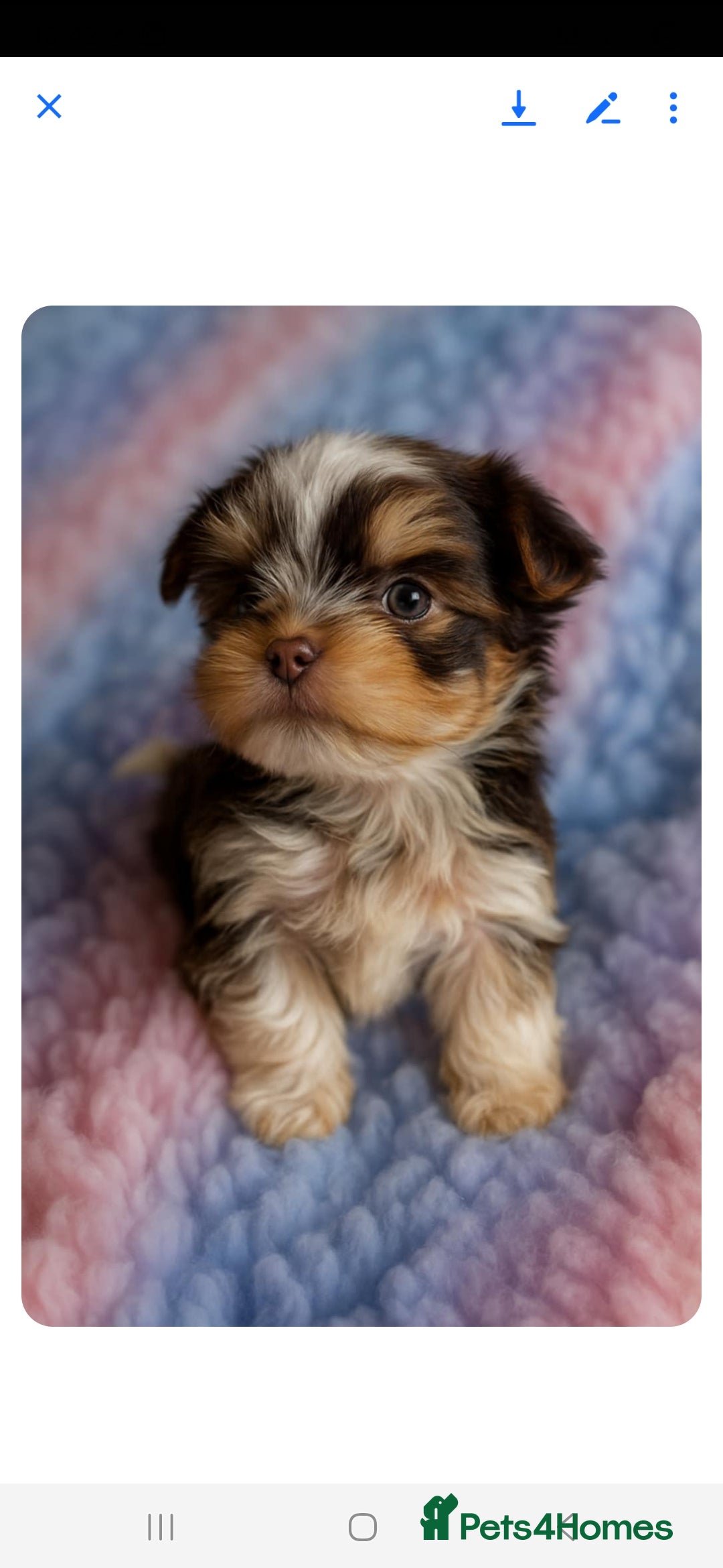 Biewer Terrier dogs for sale: Yorkshire  Biewer biro terrier puppies  - Image 1