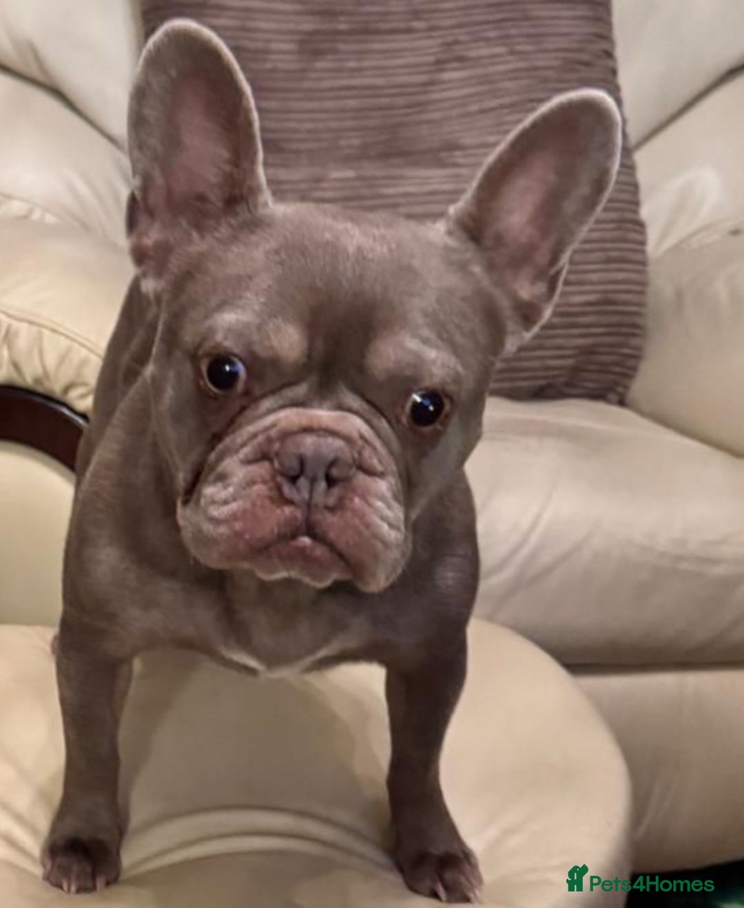 French Bulldog dogs for sale:  **  frenchies - Advert 2