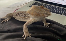 Bearded Dragon reptiles for sale: Beard dragon - Image 6