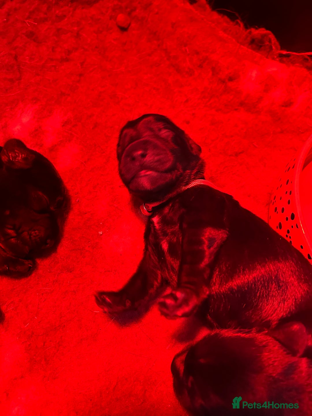 Cockerdor dogs for sale: Cockerdor puppies - Advert 5