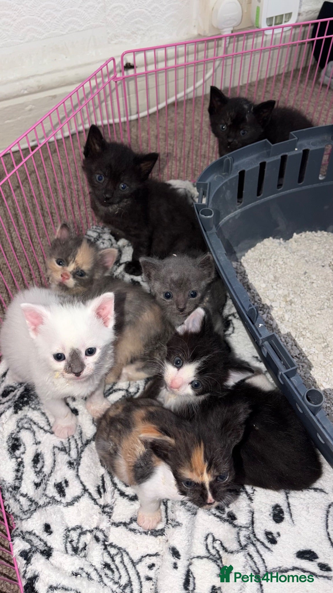 Mixed Breed cats 7 Kittens Ready For Re-Homing - Advert 1
