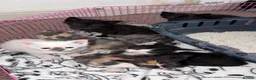 Mixed Breed cats for sale: 7 Kittens Ready For Re-Homing - Advert 1