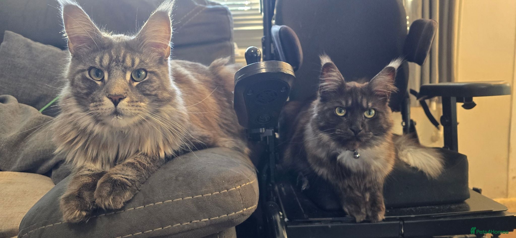 Maine Coon cats Beautiful Smoke/tabby Mainecoonx - Advert 3