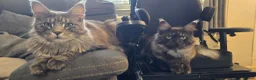 Maine Coon cats for sale: Beautiful Smoke/tabby Mainecoonx in Eastbourne - Advert 1