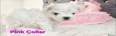 Maltese Puppy 4