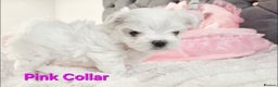 Maltese dogs for sale: 4 Exceptional Maltese Girl Puppies**KC REGISTER** - Advert 3