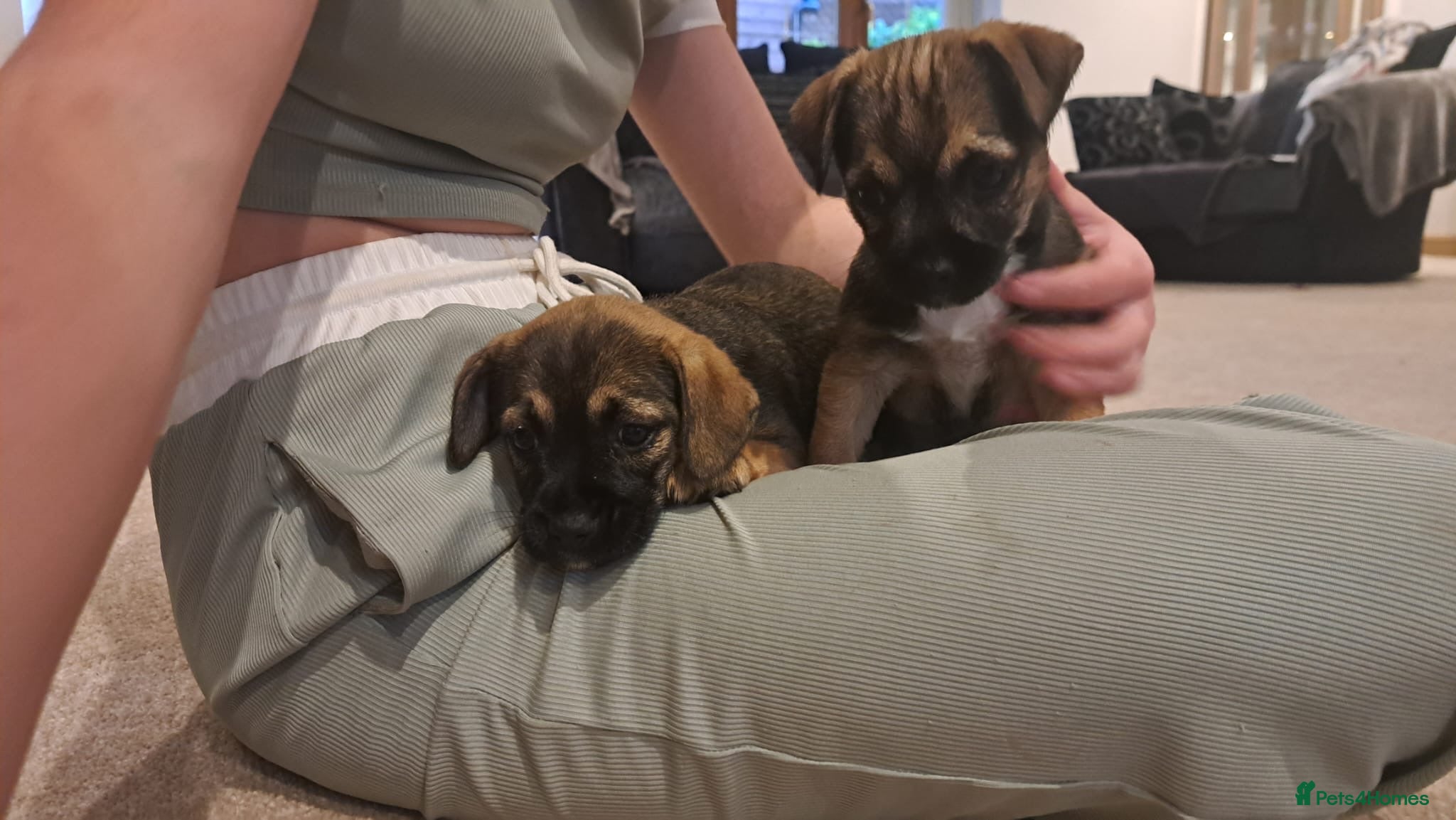 Border Terrier dogs  Border terrier puppies  - Advert 1