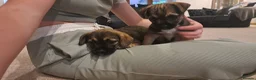 Border Terrier dogs for sale:  Border terrier puppies  in Gravesend - Advert 1