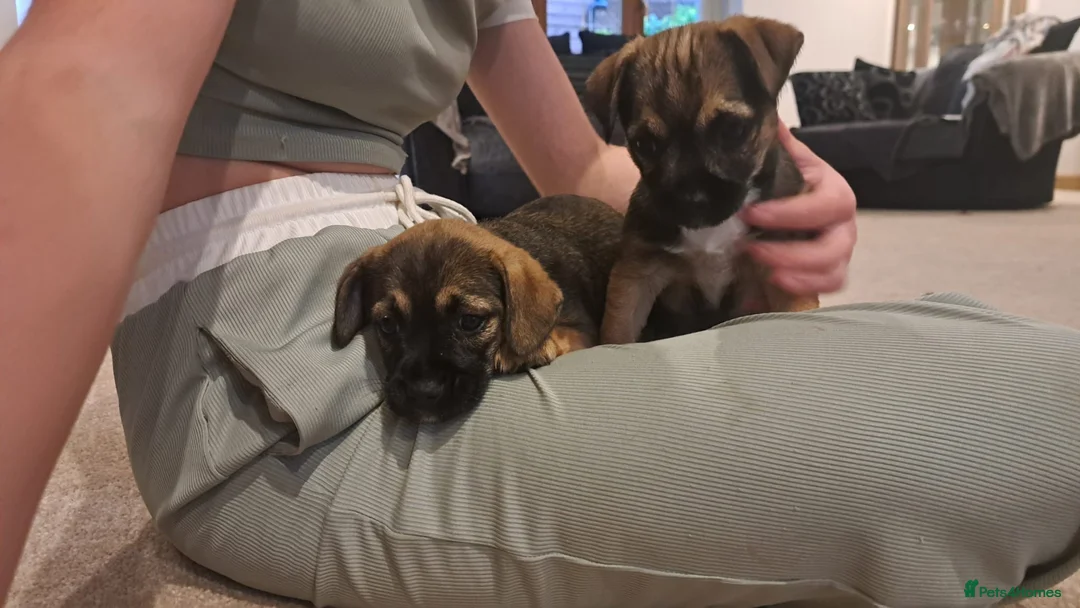 Border Terrier dogs for sale:  Border terrier puppies  in Gravesend - Advert 1