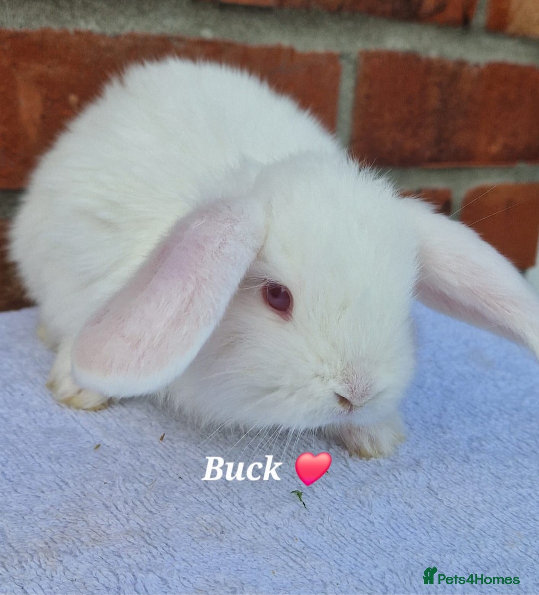 French Lop rabbits for sale: Beautiful French Lops - Image 5