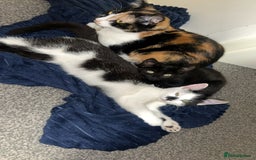 Mixed Breed cats for sale: 10 month old kittens  - Image 6