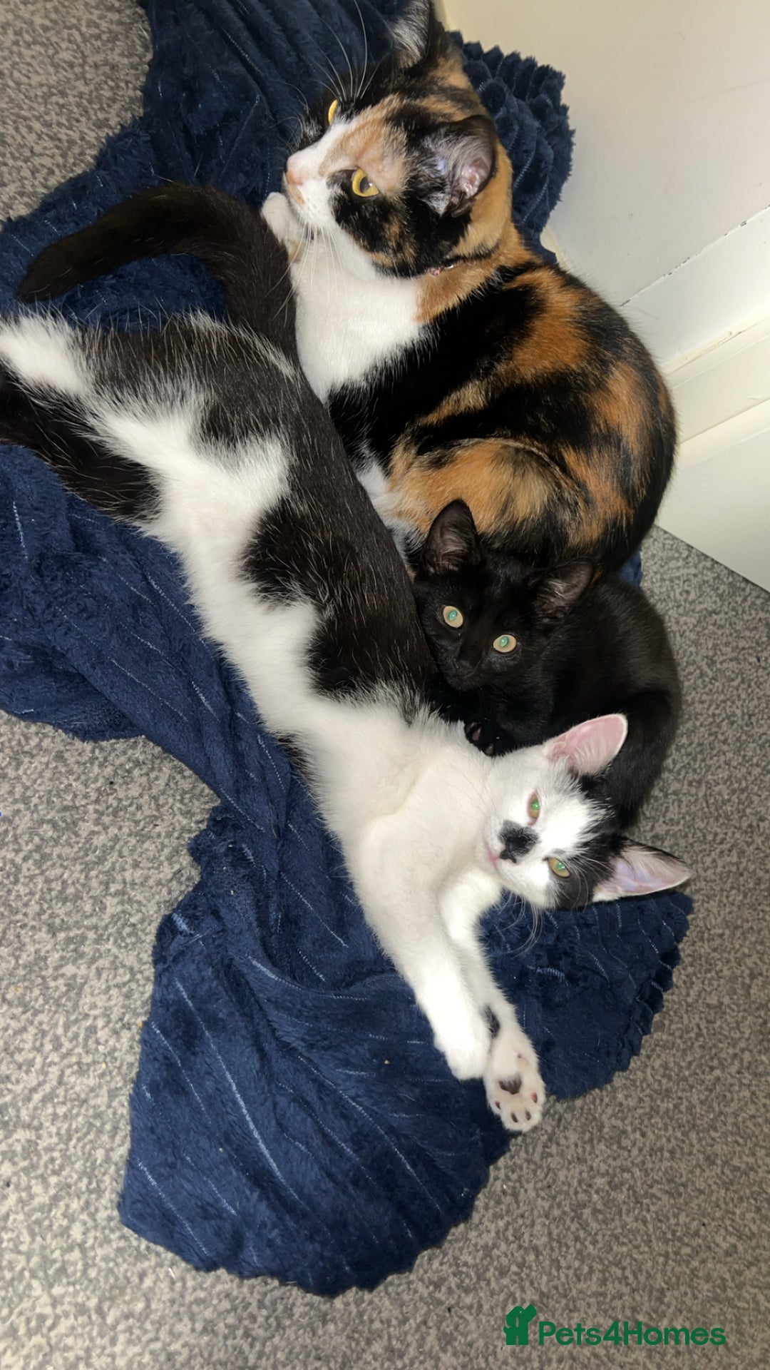 Mixed Breed cats for sale: 10 month old kittens  - Image 6