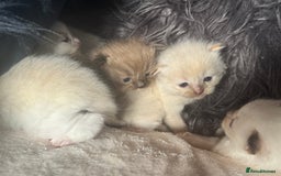 Ragdoll cats for sale: Tortie flame mink sepia tica  - Image 12