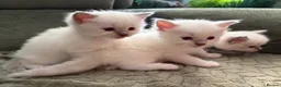 Ragdoll cats for sale: Pure breed ragdolls in Colchester - Advert 3