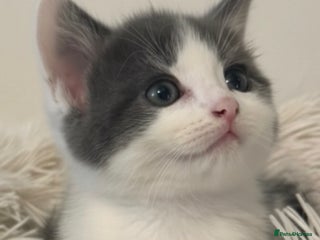 Mixed Breed cats BSH X RAGDOLL MIX KITTENS READY NOW - Advert 5