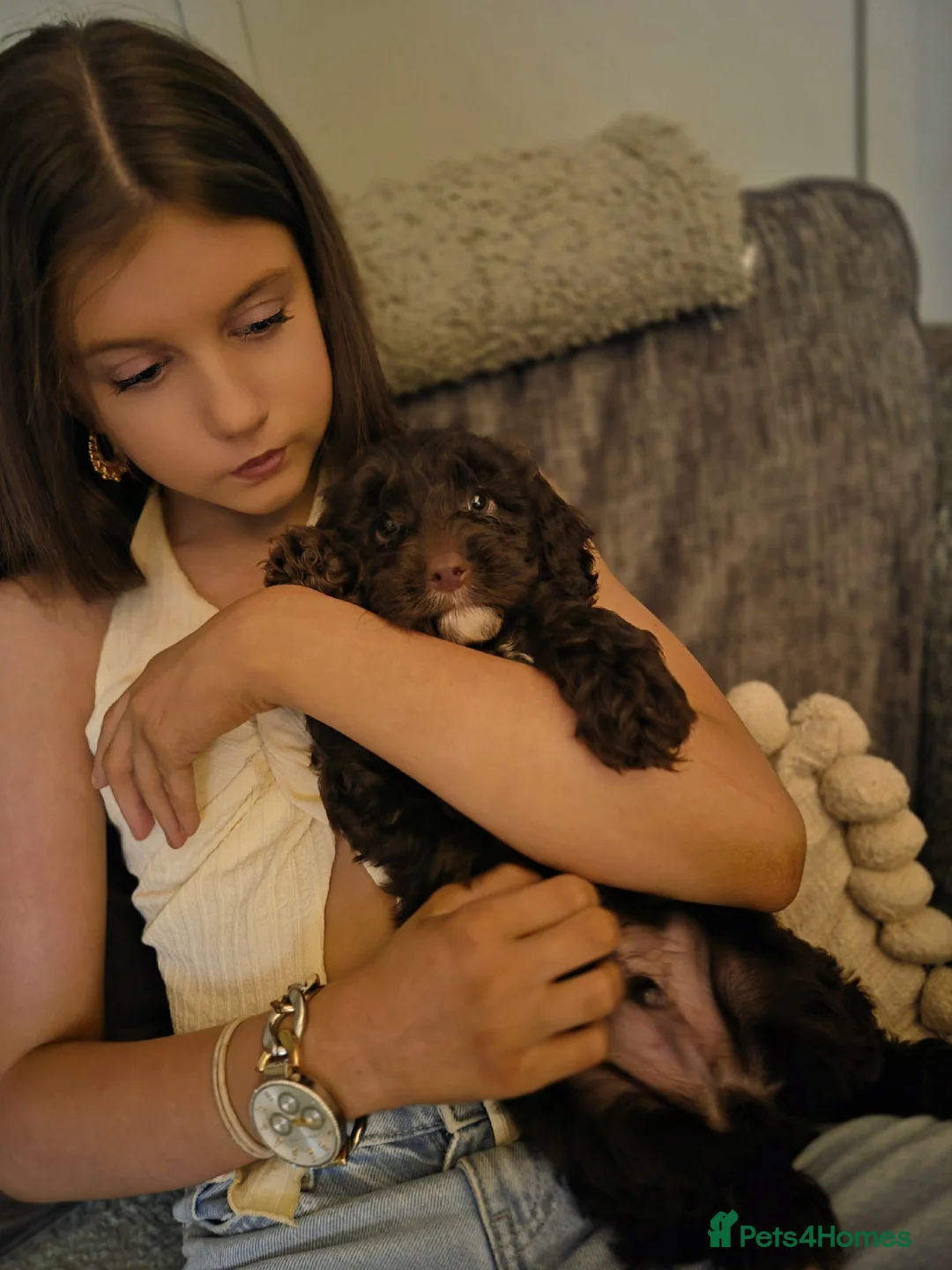 Cockapoo dogs for sale: F2 generation cockerpoo puppys  - Advert 3