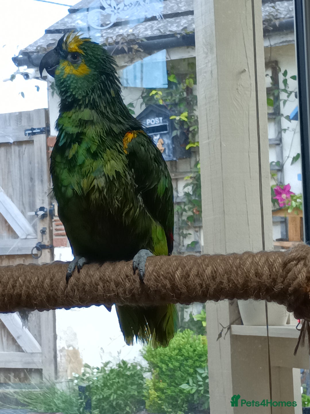 Parrots birds for sale: Jessie - Image 7