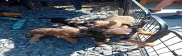 Border Terrier dogs for sale: Pure border terrier puppies  - Advert 15